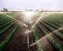 Irrigating the Crops